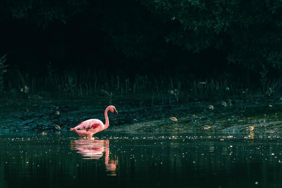 Water Nature Bird