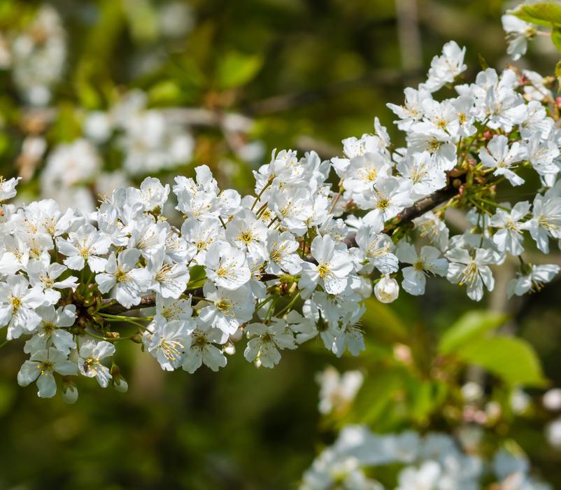 white flowers in spring in the garden