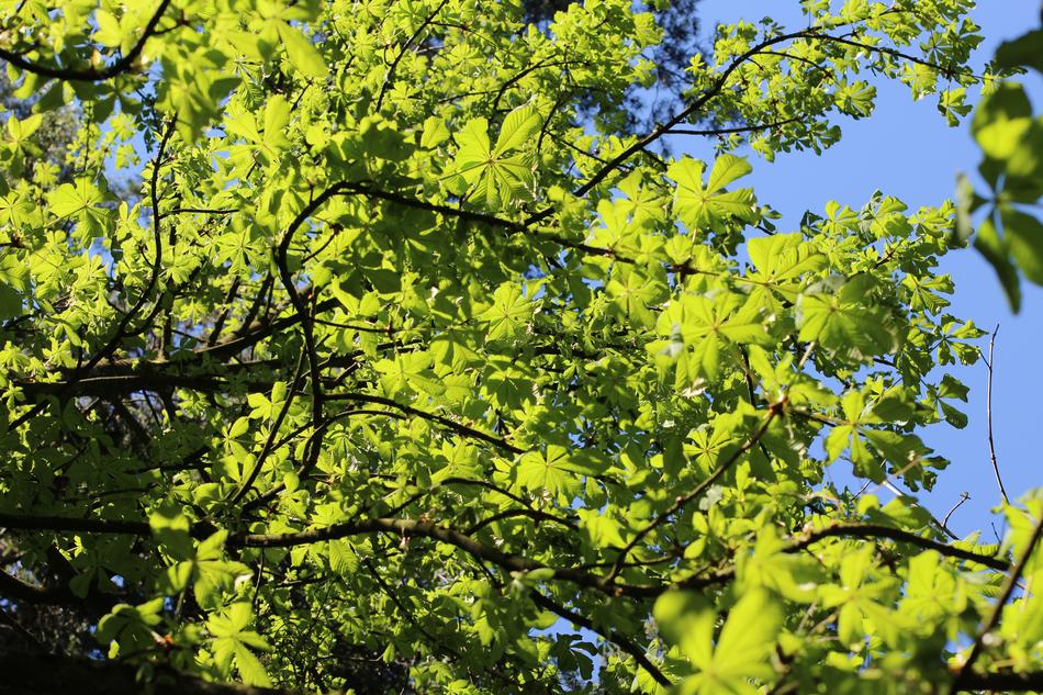 Tree Nature Branch