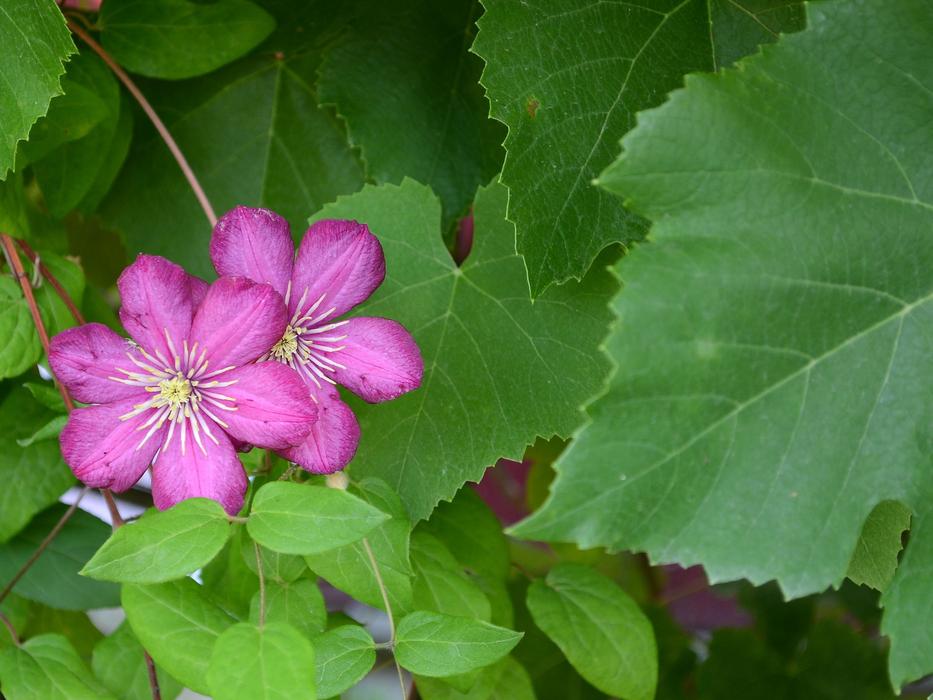little flowers in a bush