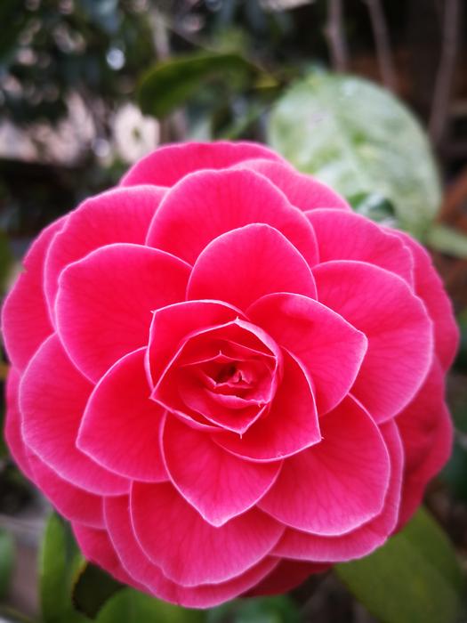 Nature Flower Plant