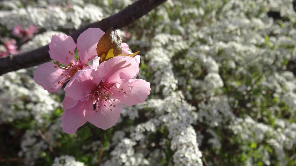 Blossom Bloom Tree