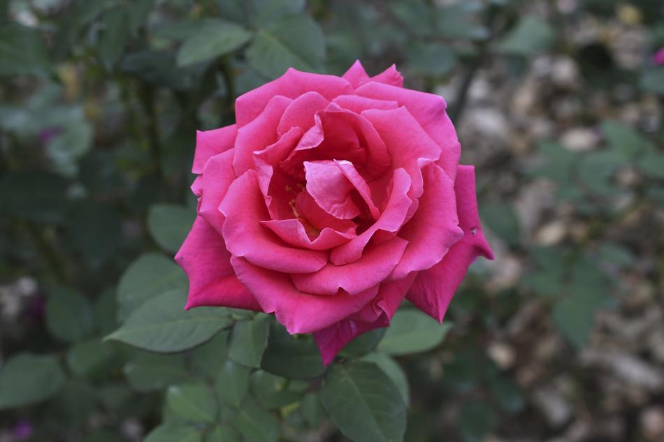Flowers Rose Plant
