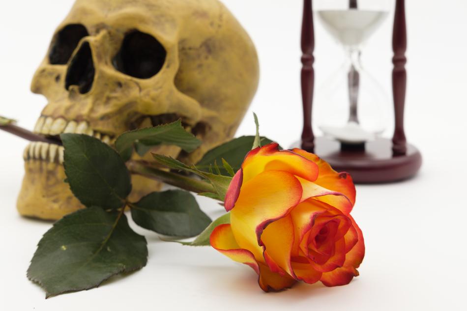 yellow roses in the teeth of the skull