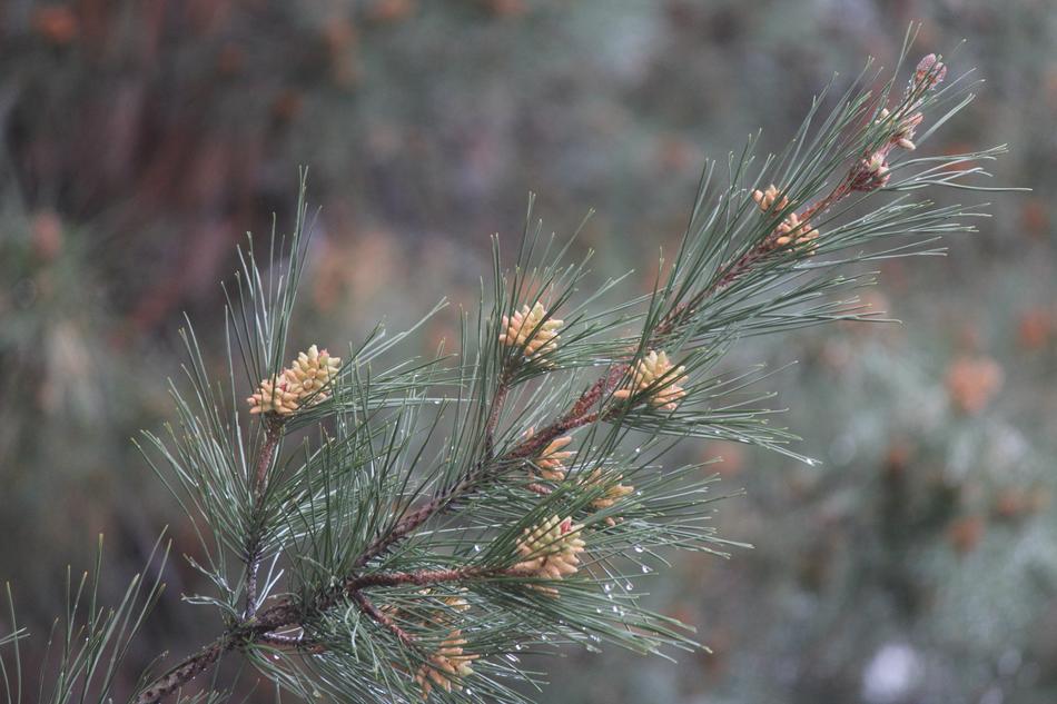 Tree Nature Needle