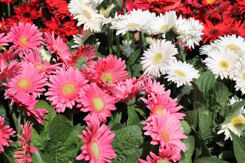 Flower Exhibition Gerber Daisy