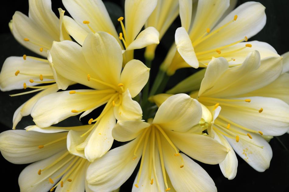 orchid yellow unusual beautiful