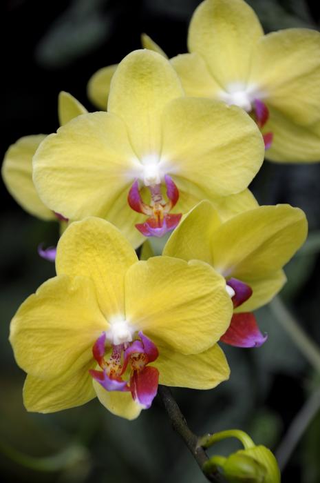 yellow unusual flowers