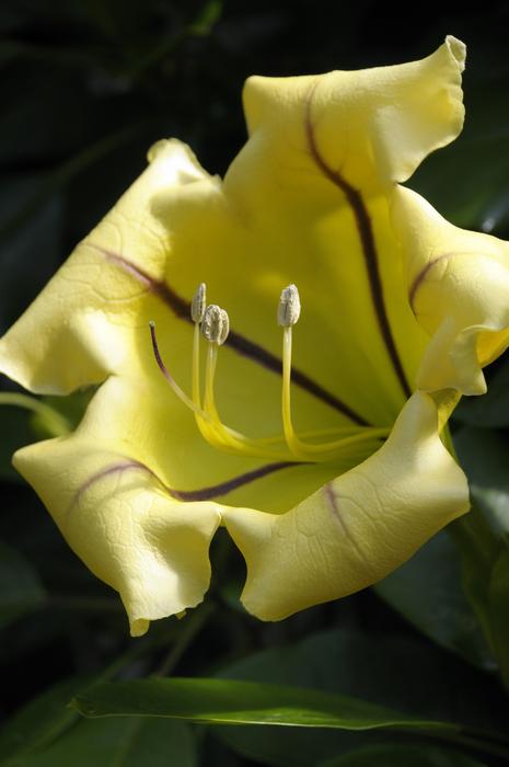 Orchid Flower Blossom