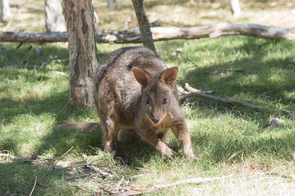 Pademelon Nature Mammal