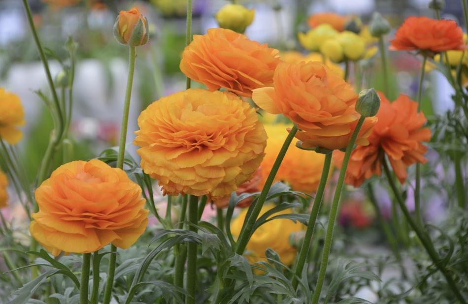 Flowers Buttercup macro blur