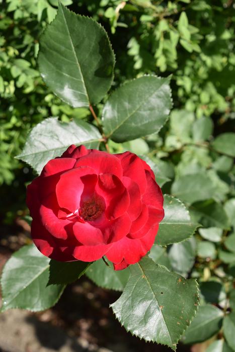 red bud with leaves