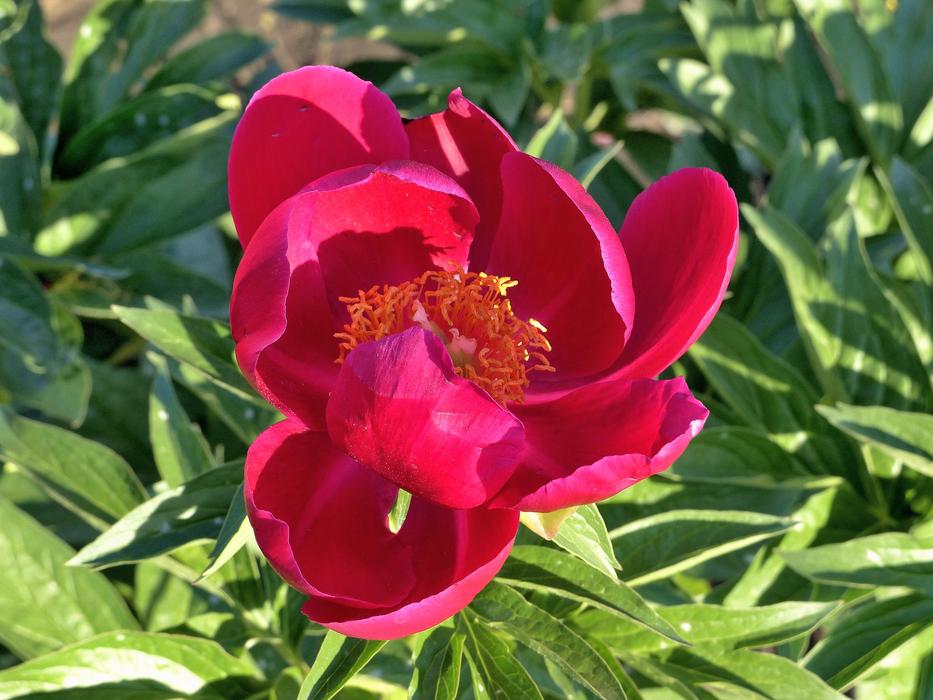 Peony Flower Plant