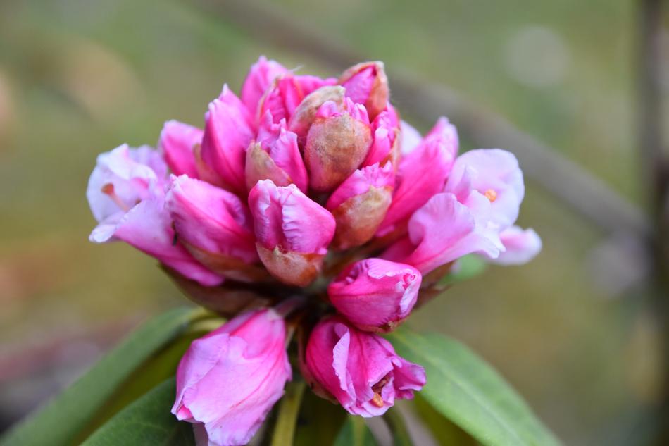 Flower Nature Garden
