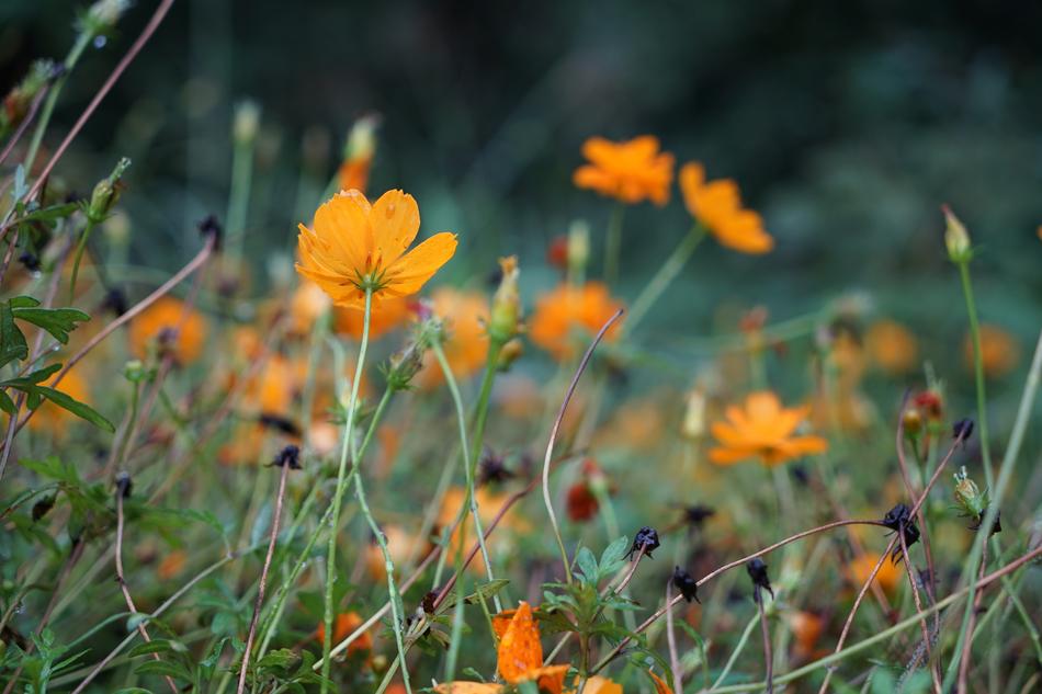 Flower Nature Plant