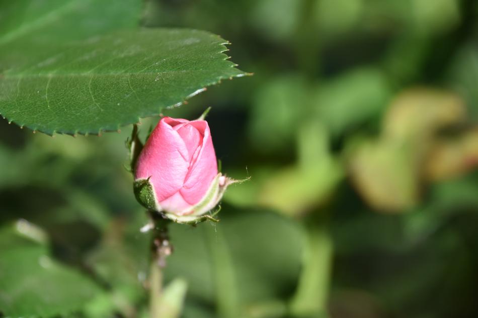 pink closed flower bud