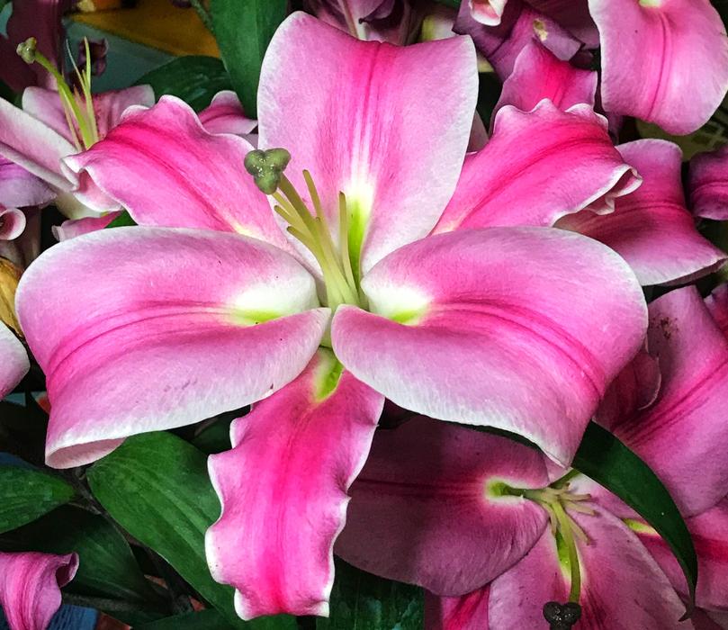 Flower Nature Plant