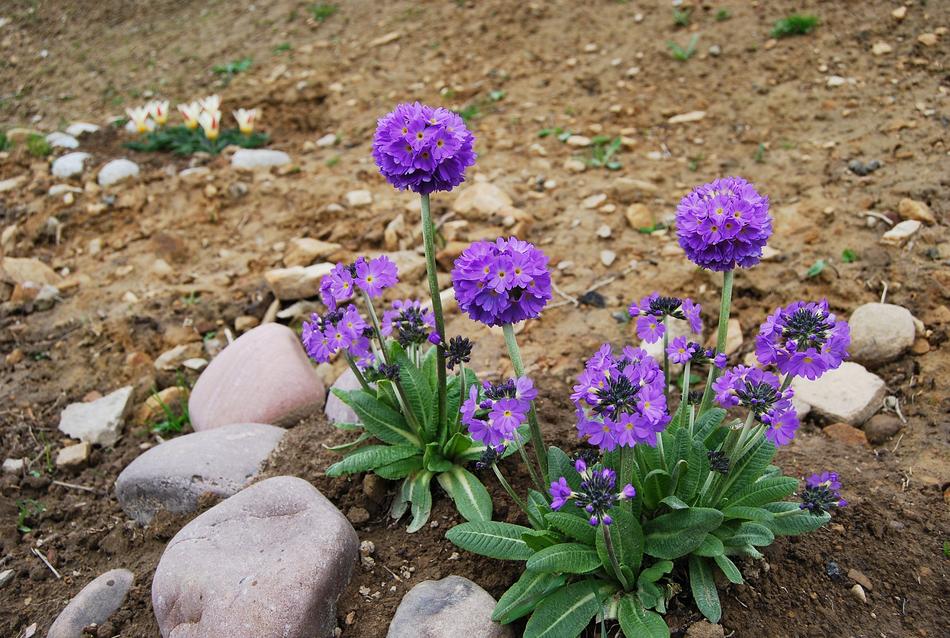 purple flowers in stones