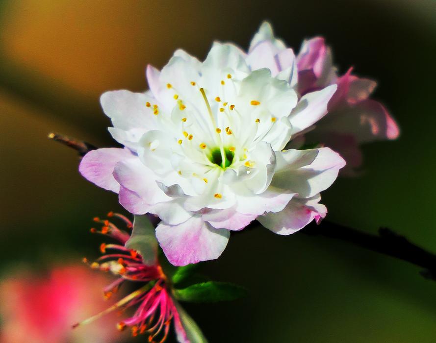Flower Nature Plant