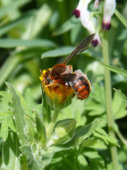 Red Bee Rhodanthidium Sticticum