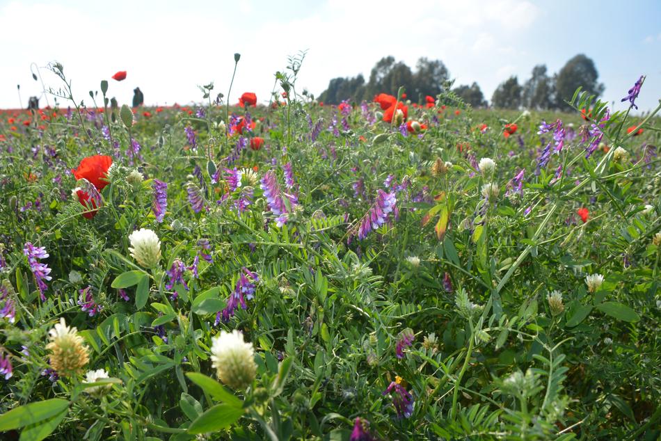 Flower Flora Nature