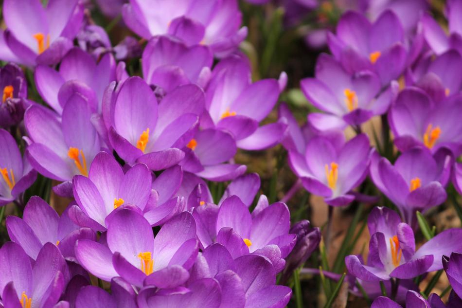 Crocus Flowers Spring