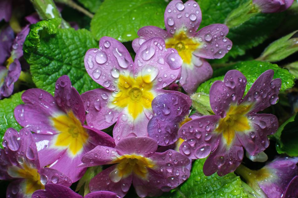Nature Flower Flora