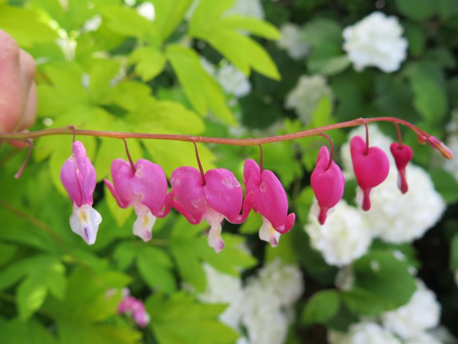Nature Flora Flower