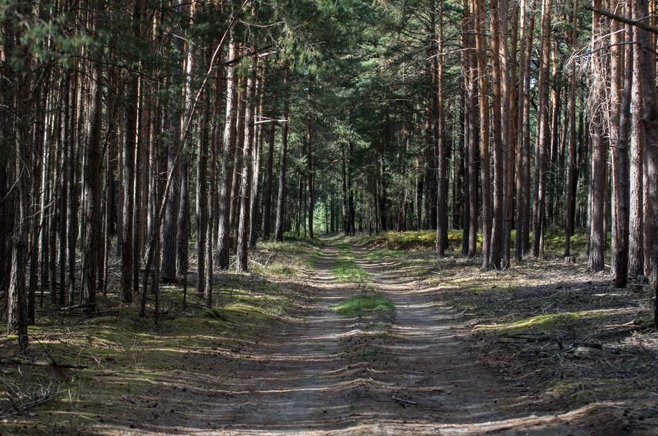 Forest Path Pine