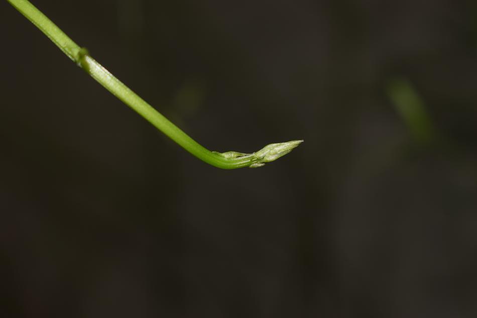 Bud Plant