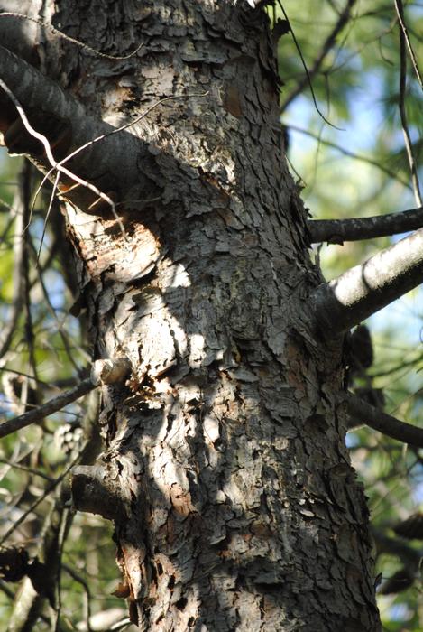 Tree Bark Nature