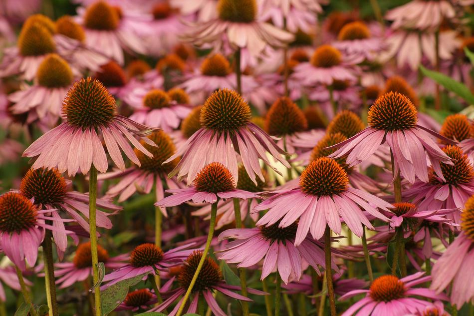 Flower Flora Nature