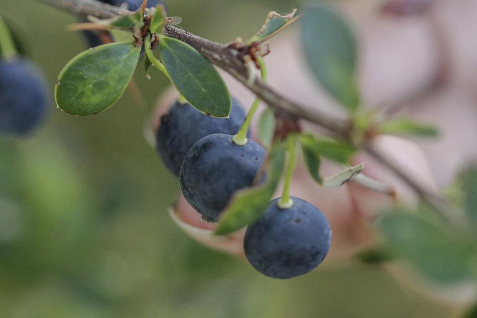 Fruit Nature Food