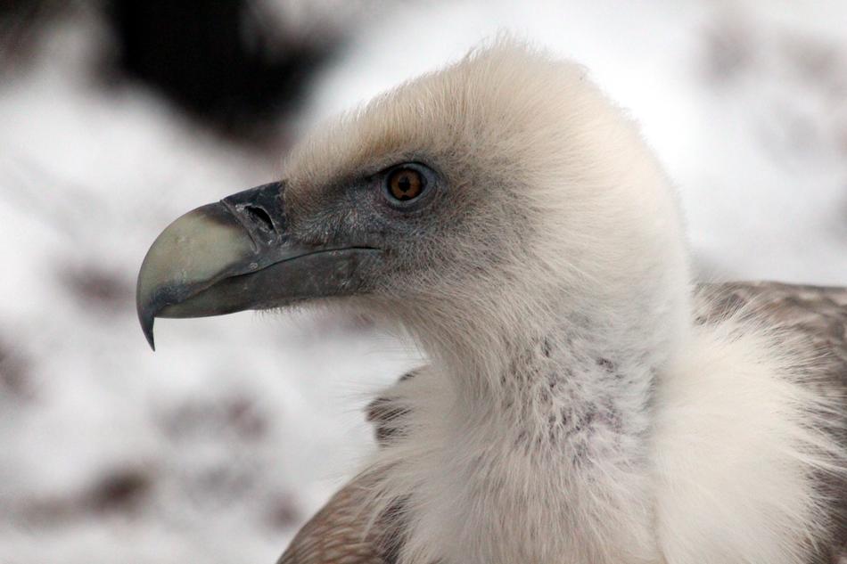 Griffon Vulture Birds Gyps Fulvus