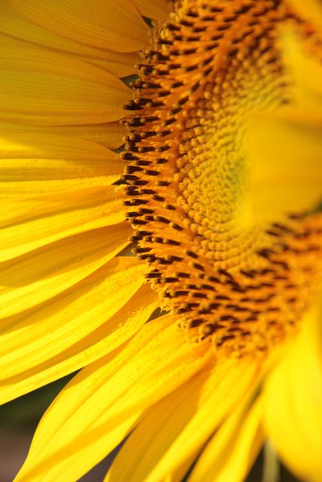 Nature Flower Plant