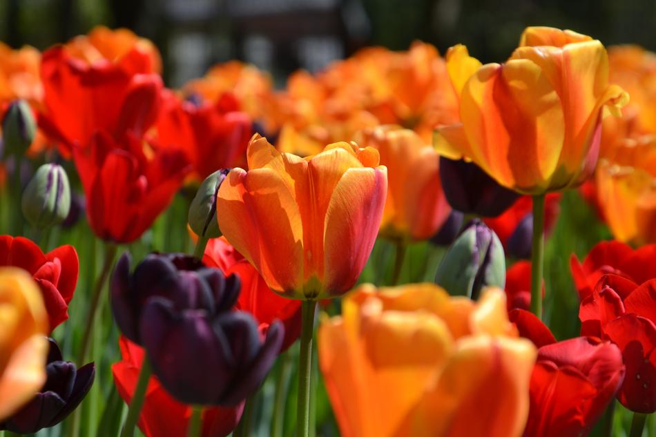 Tulip Flower Plant