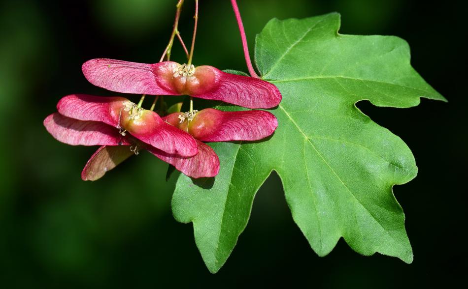 red plants on green foliage