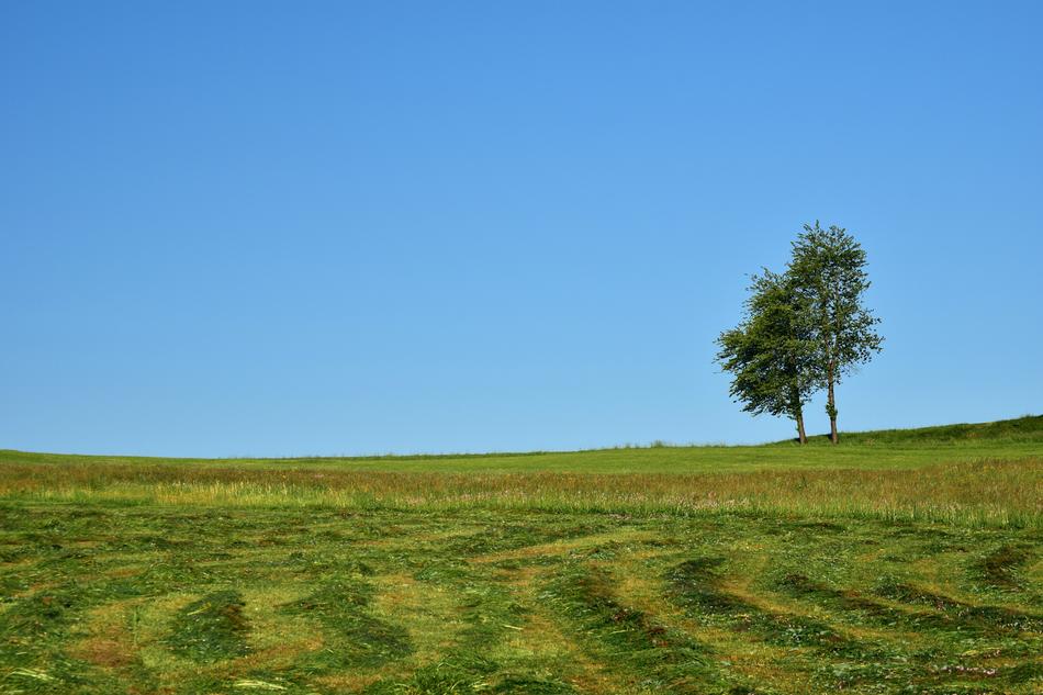 Meadow Mowed Nature