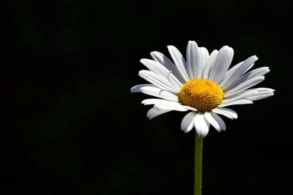 Marguerite White Meadow Margerite