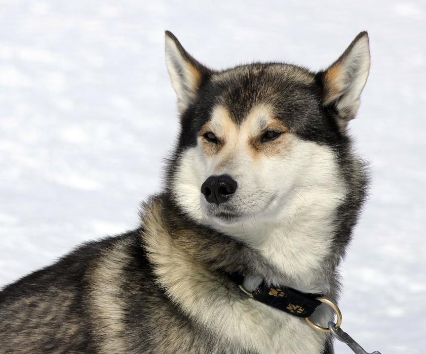 Dog Husky Snow