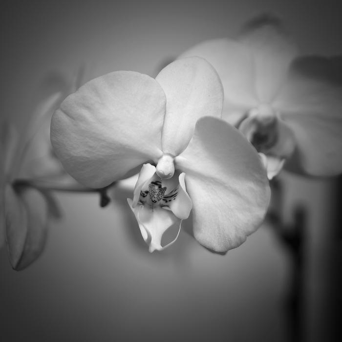 Flower Monochrome Flora