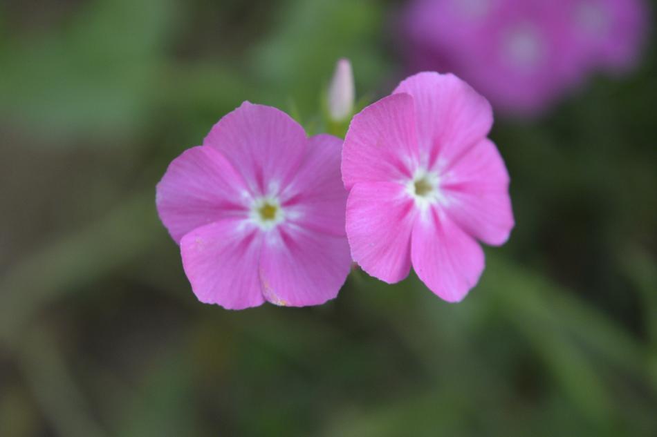 Flower Flora Nature