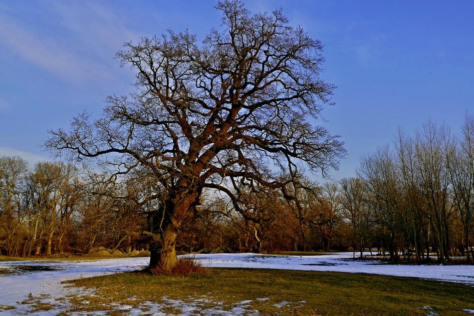 Tree Nature Country The