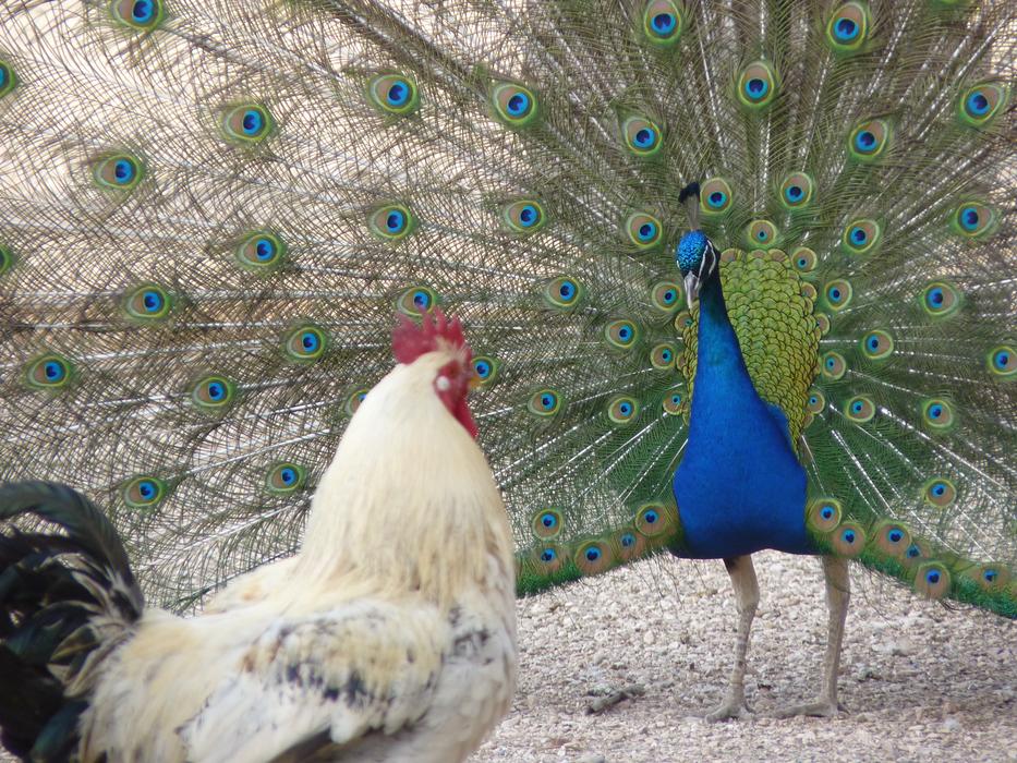 Peacock Gallo Colors