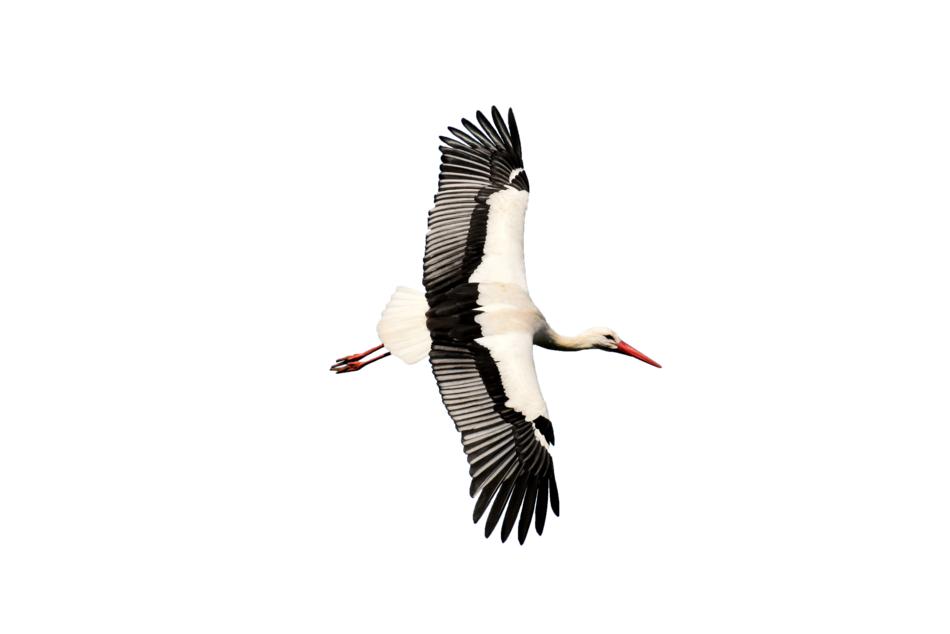 the stork is magnificent and beautiful