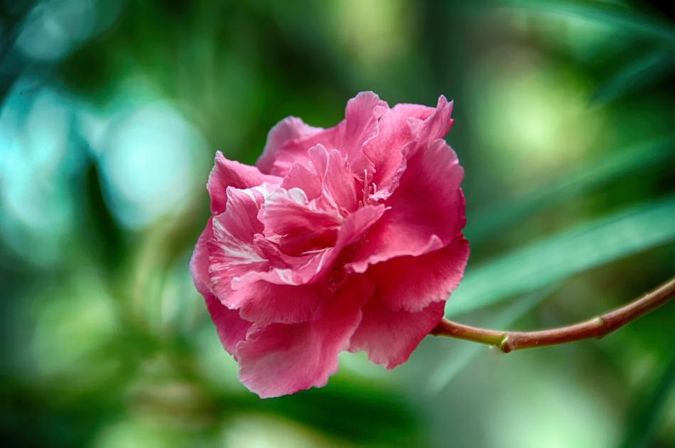 Flower Nature Plant