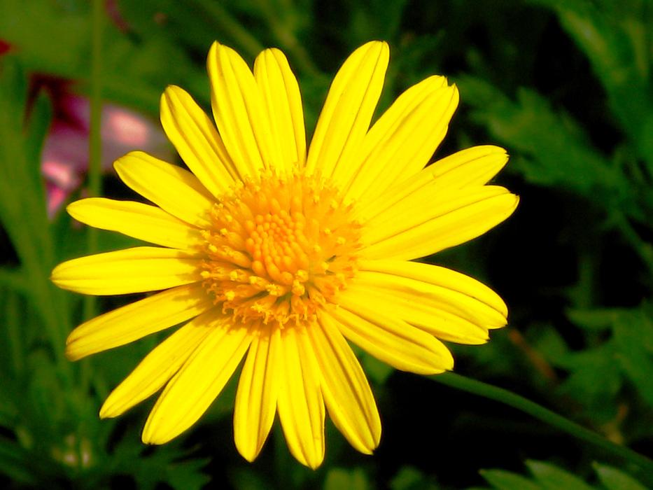 Nature Summer Plant