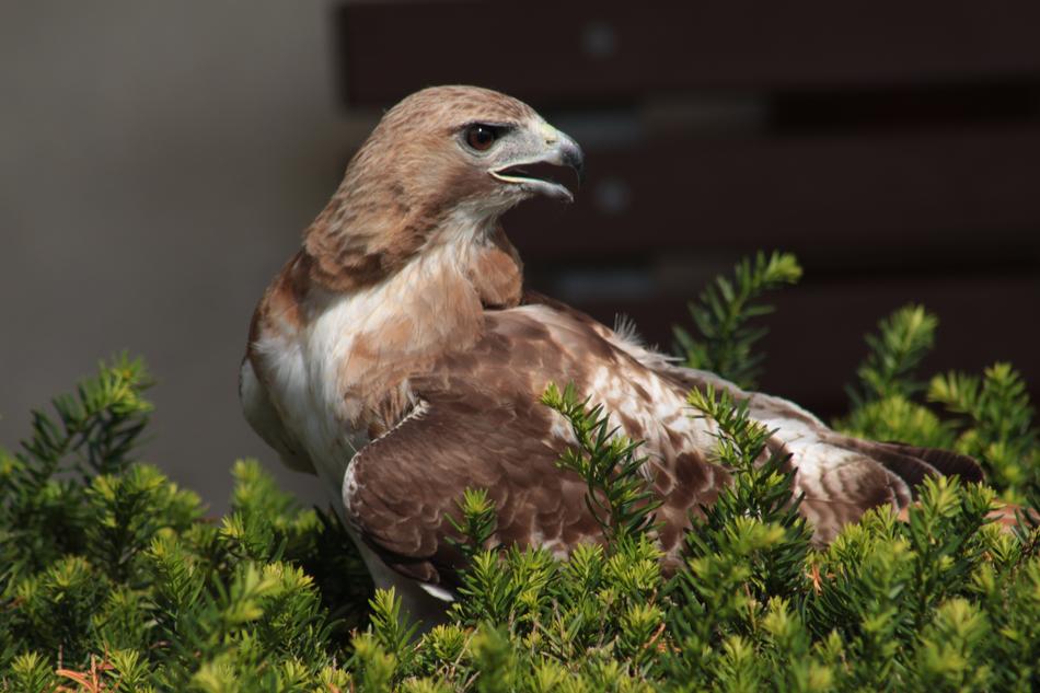 Nature Wildlife Bird