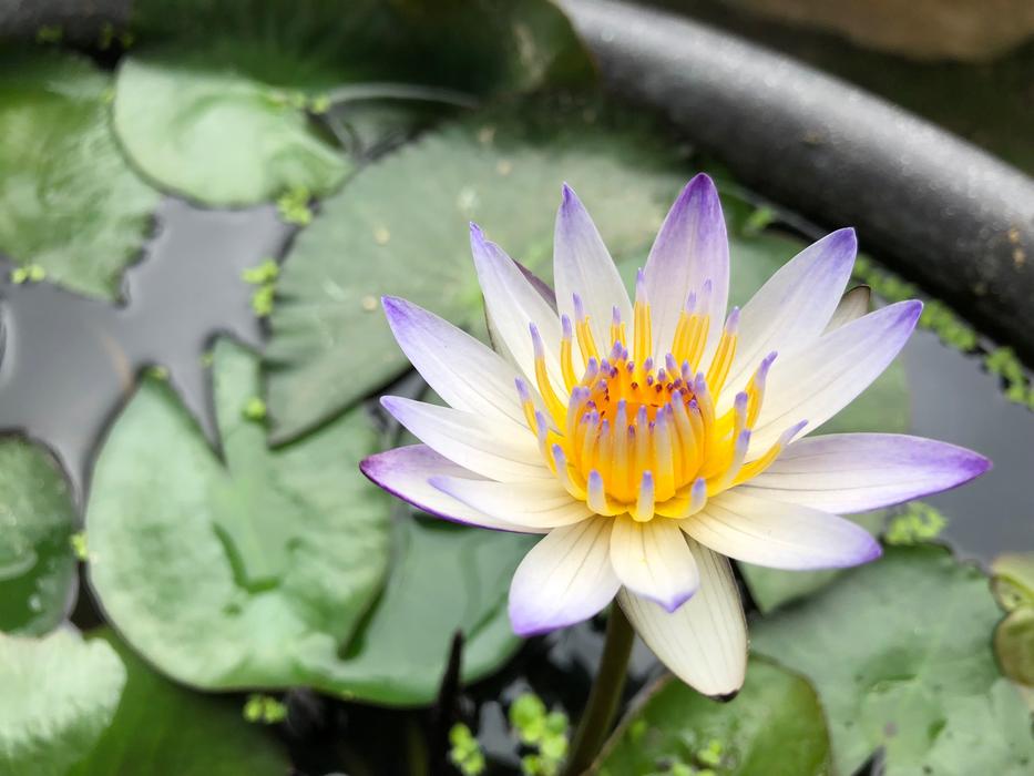Pond Purple Lotus
