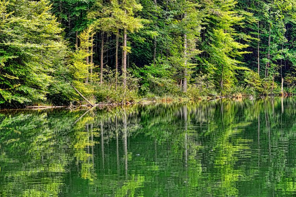Nature Wood Summer